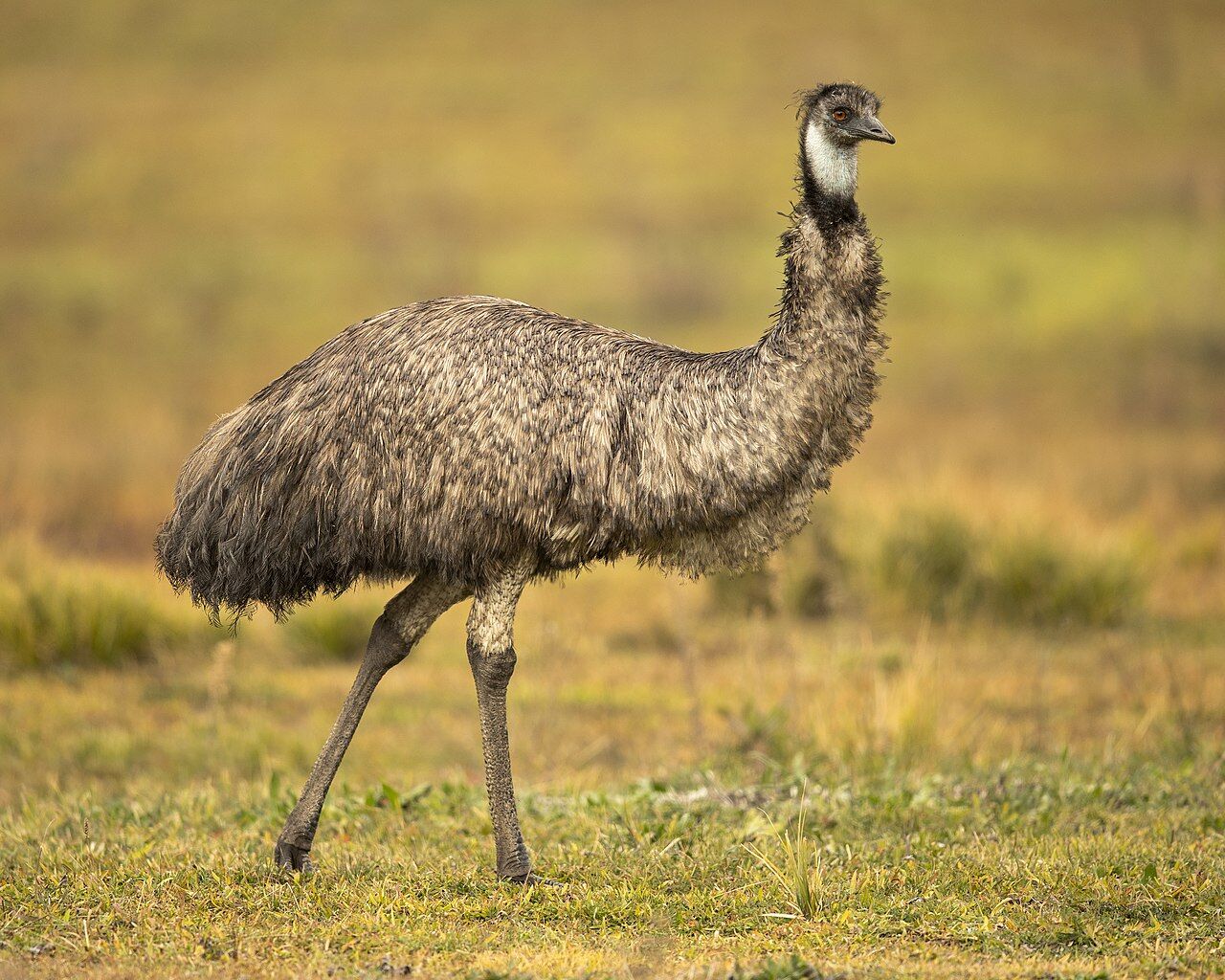 Emu | My First Encyclopedia Wiki | Fandom