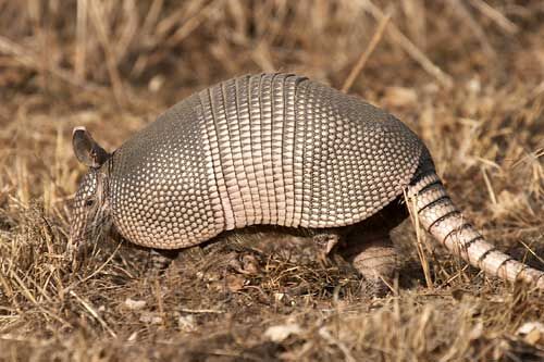 SO FAR SO GOOD 【Armadillo】 Armadillo Animal Pattern - Paper Copy - Etsy