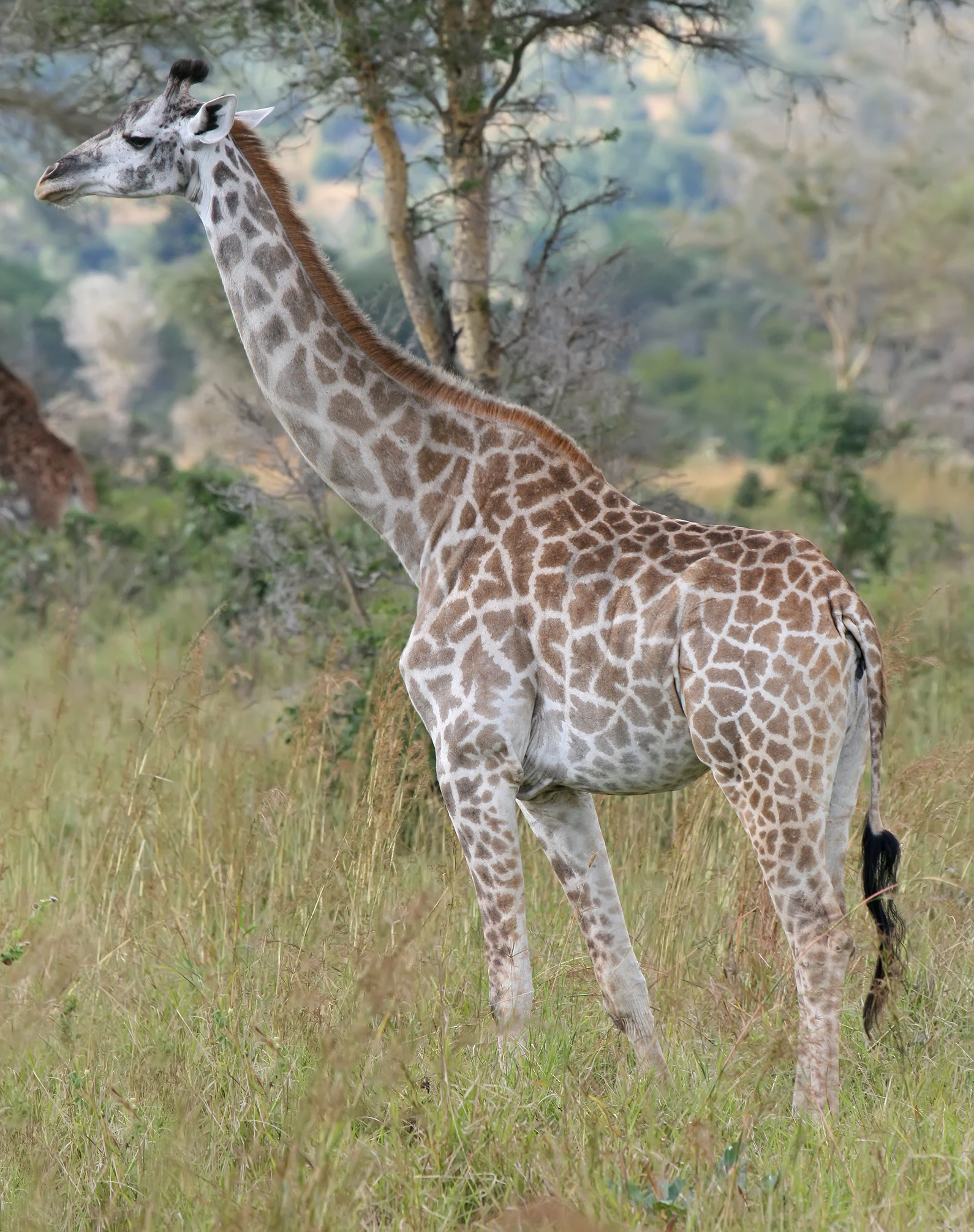 Giraffe | My First Encyclopedia Wiki | Fandom, image size:1590x2011