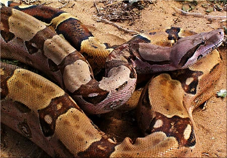 Boa Constrictor | My First Encyclopedia Wiki | Fandom