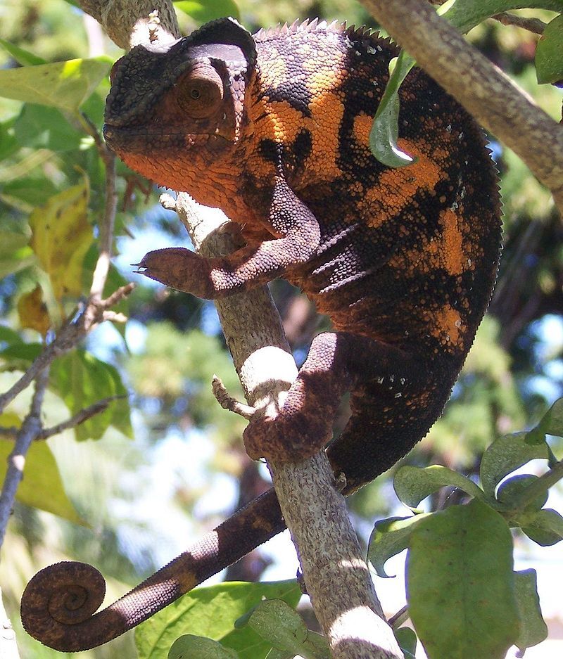 Chameleon | My First Encyclopedia Wiki | Fandom