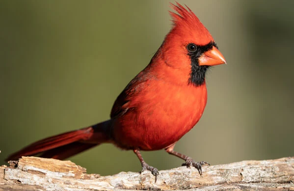 Northern Cardinal | My First Encyclopedia Wiki | Fandom
