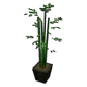 Bamboo Plant