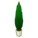 Cypress Plant
