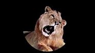 MGM Leo the Lion Video Footage with 2008 Roar
