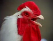 Baby Mac Donald (2004) Videos Sound Ideas, BIRD, ROOSTER - MORNING CALL, ANIMAL 01 (1)