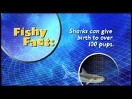 Fishy Facts Shark 3