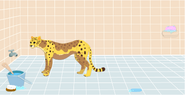 Cheetah