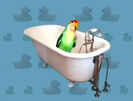 Hollywoodedge, Bird Parrot VariousS PE021301