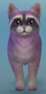 Cat Berry as a kitten