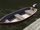 Boat.png