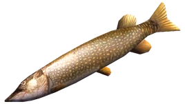 Pike