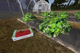 Picking strawberries