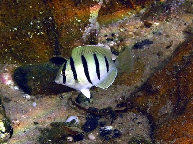 Atlantic tropical reef fish | My Aquarium Wiki | Fandom