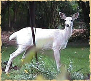 White Deer