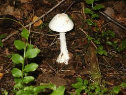 Amanita bisporigera