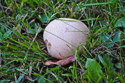 DSC 0475.jpg
