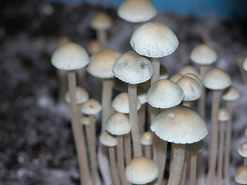 Panaeolus cyanescens Mycology Wiki Fandom