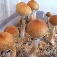 Psilocybe Cubensis Mycology Wiki Fandom