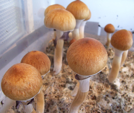 Mycelium - Wikipedia