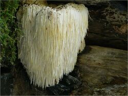 Hericium erinaceus | Mycology Wiki | Fandom