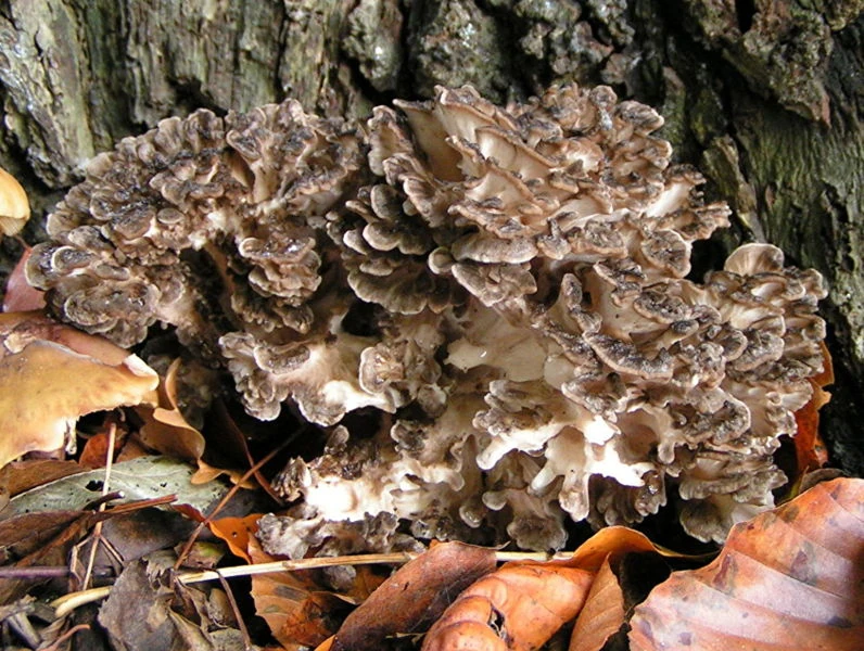 Grifola frondosa Mycology Wiki Fandom
