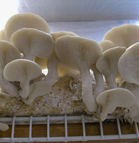 Pleurotus ostreatus