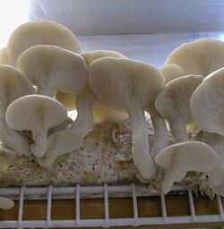 Oyster mushroom