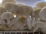 Pleurotus ostreatus