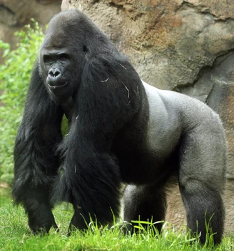 Gorilla