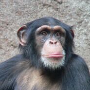 A close-up of a chimp