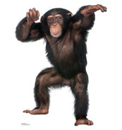 1486 Young Chimpanzee 34