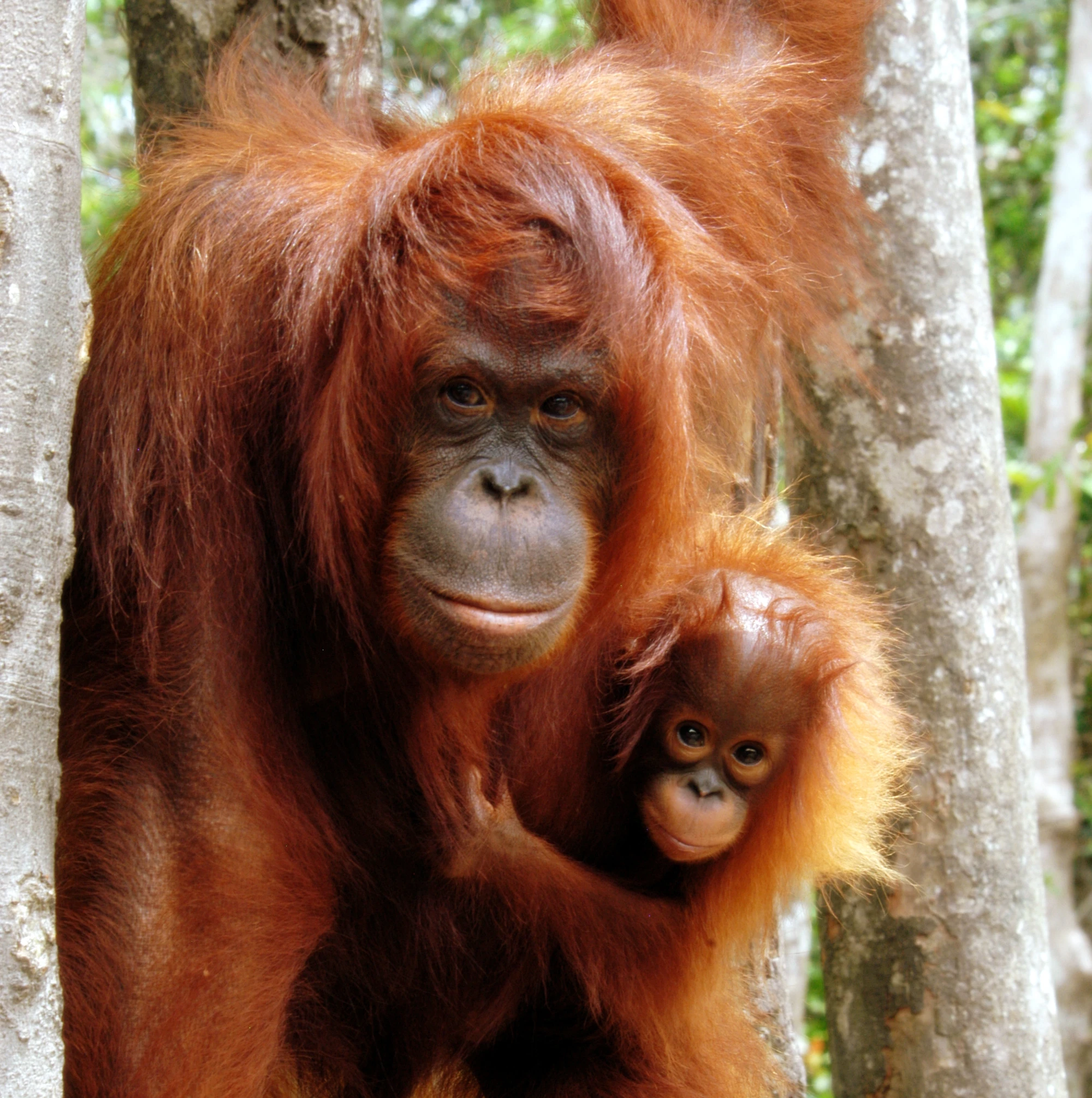 Orangutan】羽毛布団 superior1 BUCHENBAUM Orangutan】羽毛布団