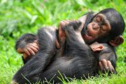 Young chimps playing