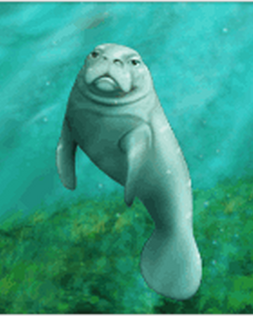 Manati Myfreezoo Wiki Fandom