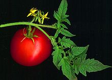 220px-Tomato scanned