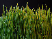 220px-Grass dsc08672-nevit