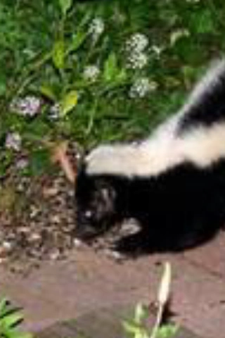 Skunk | My house during my life Wiki | Fandom