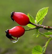 Rose hips