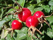 220px-Rose hips