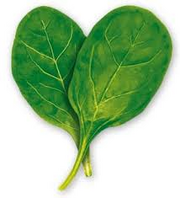 Spinach