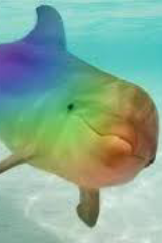Rainbow Dolphin | My house during my life Wiki | Fandom