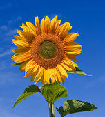 250px-Sunflower sky backdrop