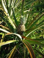 Pineappy