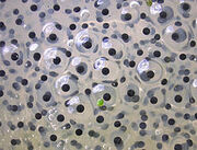 Frogspawn closeup