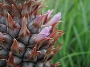 220px-Ananas comosus flower