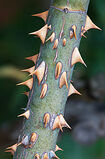 170px-Rose Prickles