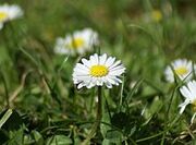 220px-Daisies-Focus