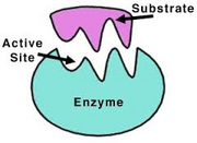 Enzyme