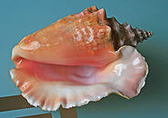 220px-Sea shell (Trinidad & Tobago 2009)